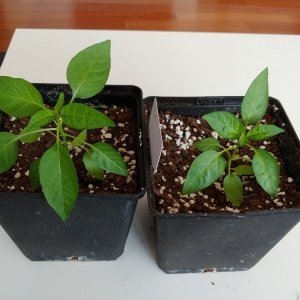 26.3. Umtopfvergleich Jalaro