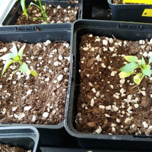 26.3. NuMex Piñata (R.I.P)