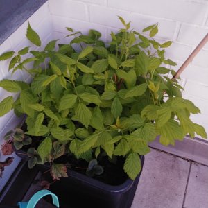 Naschbalkon Himbeere