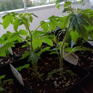 31.3. Balconi Yellow