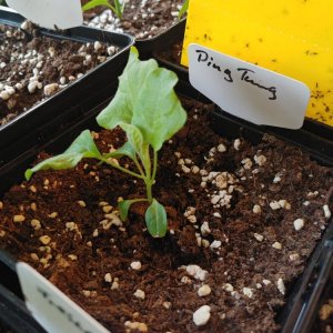 31.3. Ping Tung Aubergine