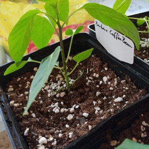 31.3. Berbere Coffee Brown