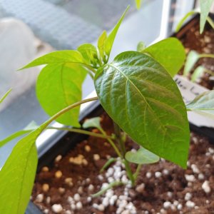 31.3. NuMex Las Cruzes Cayenne