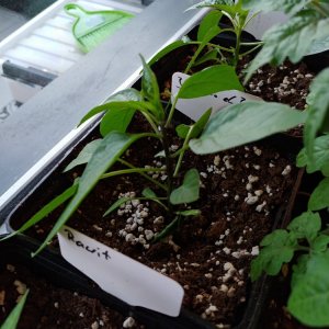 31.3. Jalapeño el Jefe