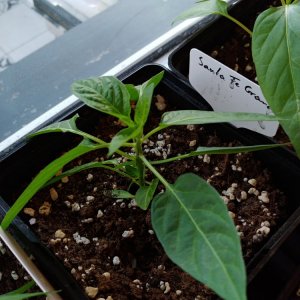 31.3. Santa Fe Grande