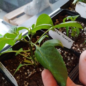 31.3. Lunchbox orange