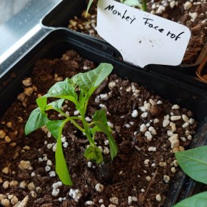 31.3. Monkey Face rot