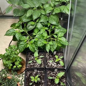 Jungpflanzen Chilihaus