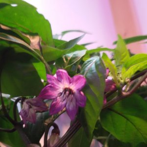 Blüte Jalapeno Purple.jpg