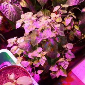 O´odham Chiltepin.jpg