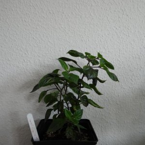 Cheiro Orange 1.JPG