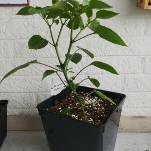 03.05. NuMex Las Cruzes Cayenne