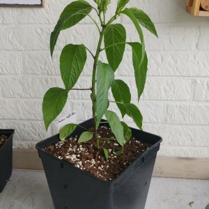 03.05. Berbere Coffee Brown