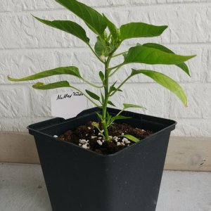 03.05. NuMex Piñata (Balkonkasten)