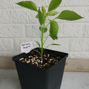 03.05. Joes Long Cayenne