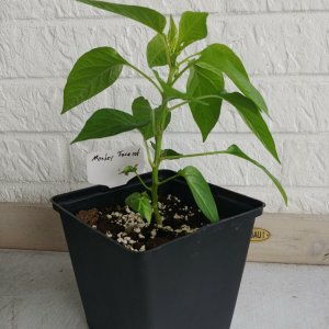 03.05. Monkey Face rot