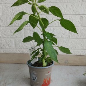 03.05. Sibirische Hauspaprika