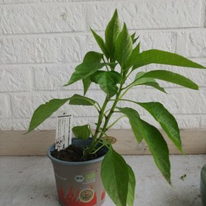 03.05. Guarda Ciello