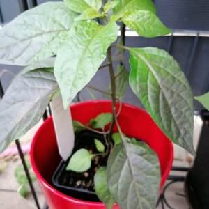 Pimenta Puma Backup