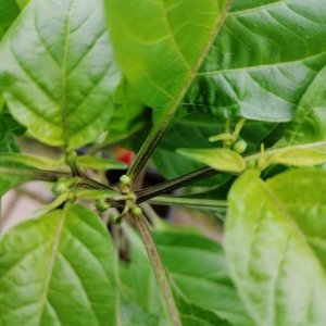 CGN21500 Knospen