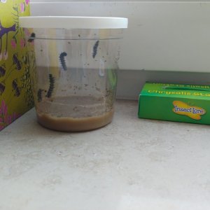 05.05. Schmetterlingsbrutkasten