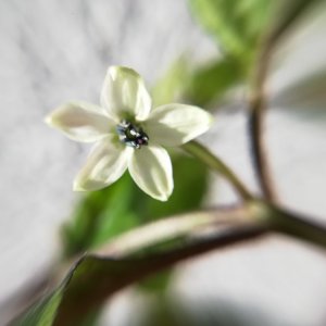Cherio Orange 1 Blüte.jpg