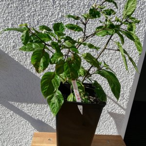 Cherio Orange 2.jpg