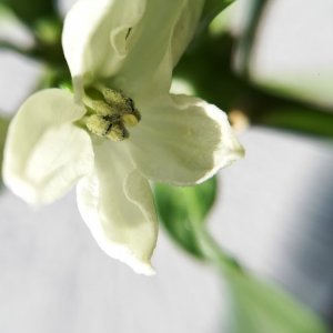 MHW Blüte.jpg