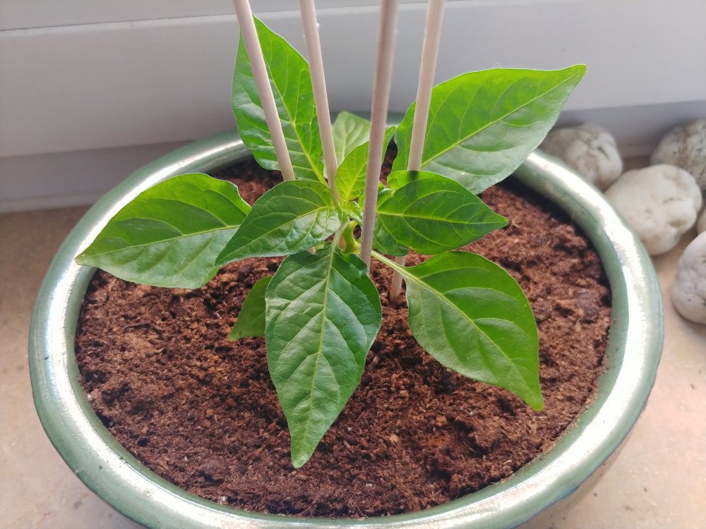 15.4. Murupi Amarela