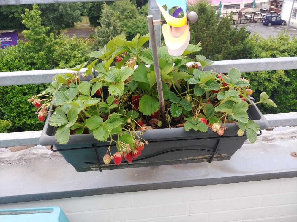 15.6. Erdbeeren