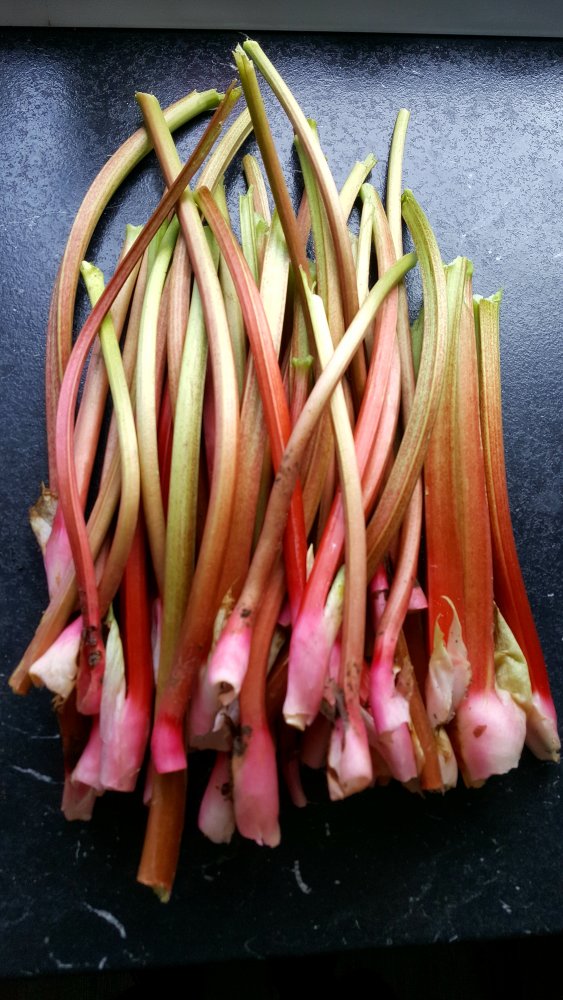 1500g Rhabarber