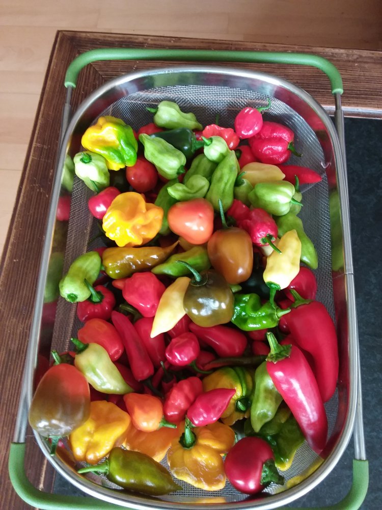 15343516155481572950948