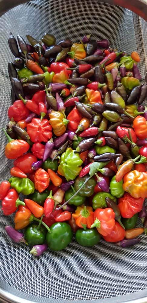 15352892595598388234931942820427