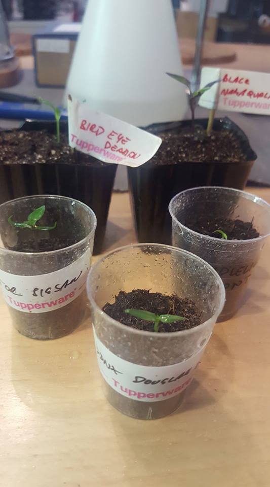 17951458_1722745504418845_4728974472916555303_n