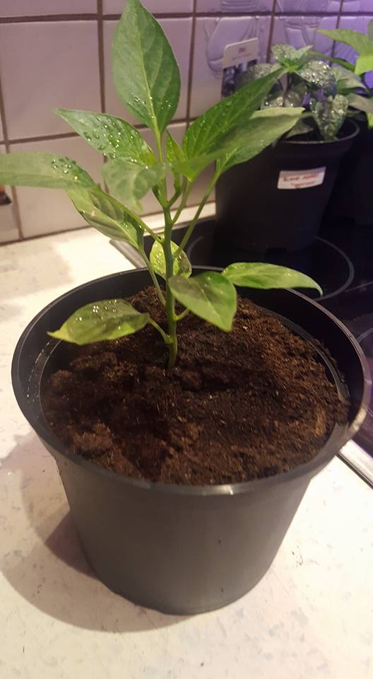 17952714_1723387354354660_6312270779456995273_n