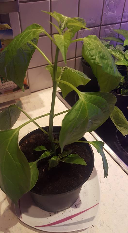 17990741_1723387297687999_8248237883935630413_n