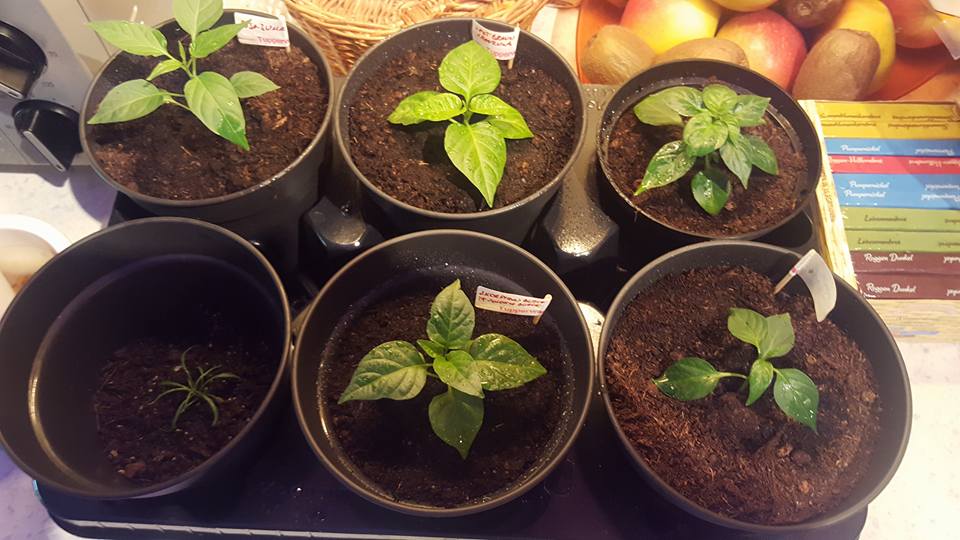 18010105_1723387261021336_2145836715862472391_n