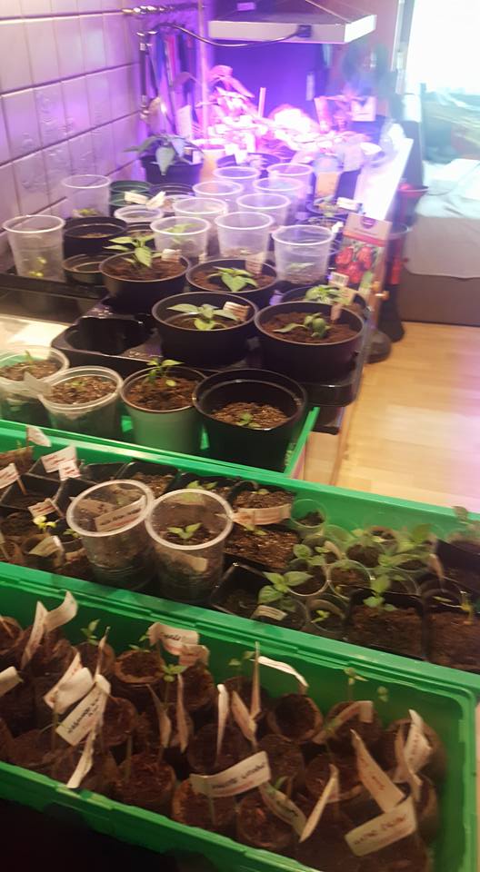 18033226_1722719207754808_7493207877820616695_n