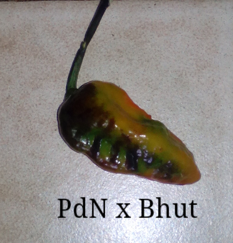 1PdN x bhut