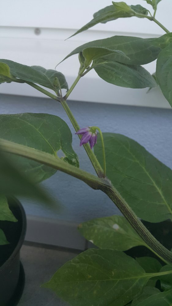 20170620_071617_1497965227961_resized