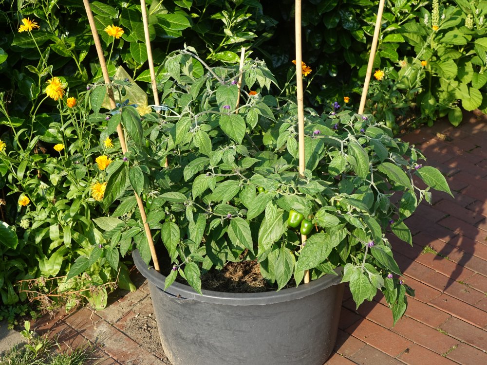 2019 - Ulupica X Locoto X Tepin Pflanze