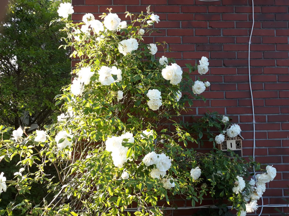 20200601_194046.jpg