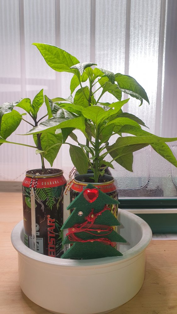 20201219_145615.jpg