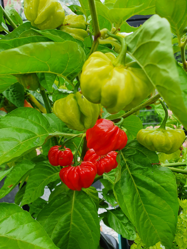 20220804_130413_01-Aji Cachucha Purple Splotched.JPG
