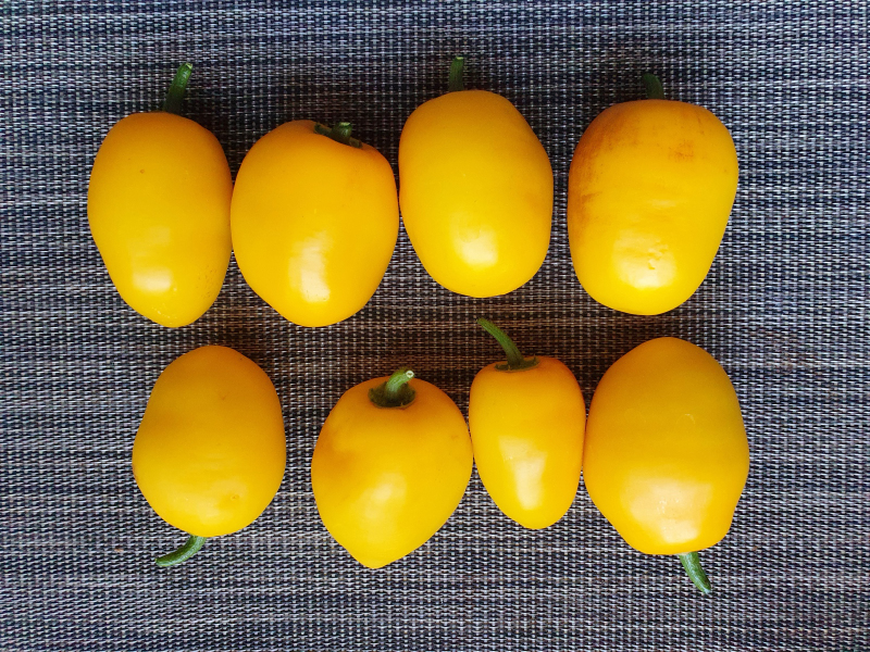 20220807_123733_01-Rocoto Manzano Amarillo Ollantaytambo.JPG