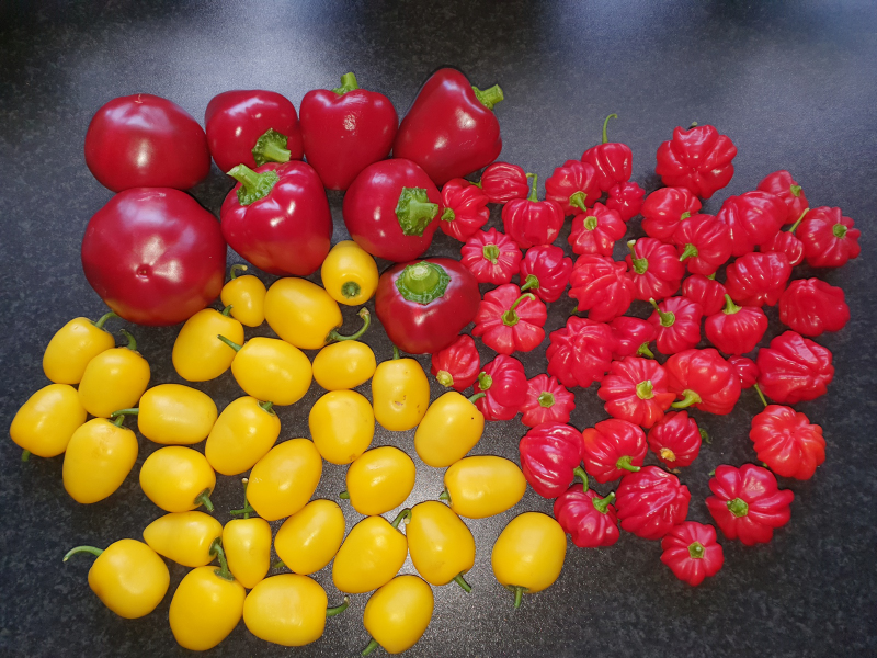 20220820_155659_01-Ernte.JPG