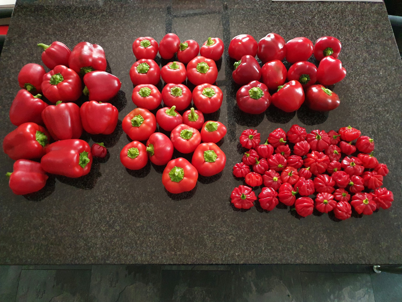 20220913_141944_01-Ernte.JPG