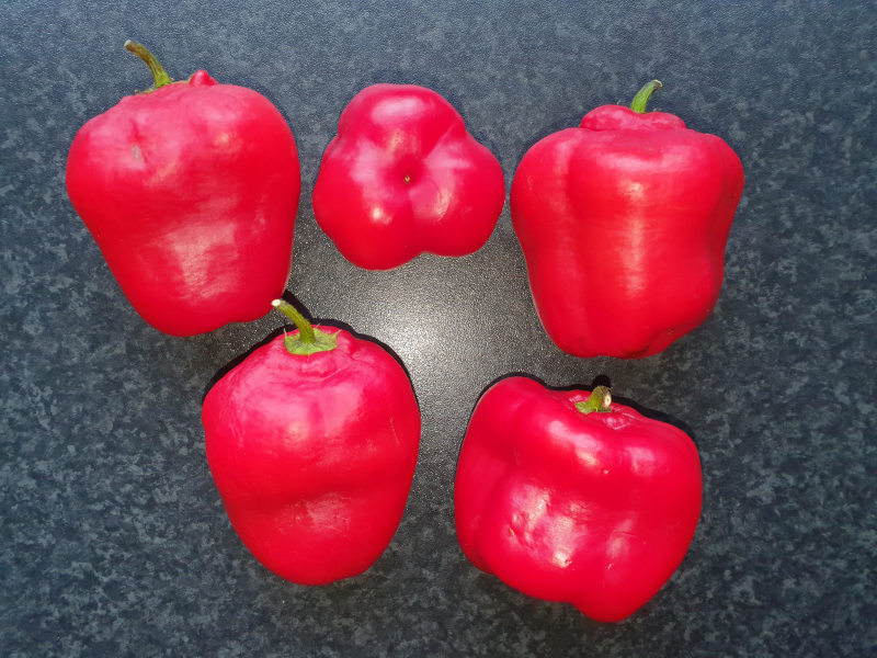 20221022_150210_01-Rocoto de la selva Rojo Arequipa.JPG | Chiliforum ...