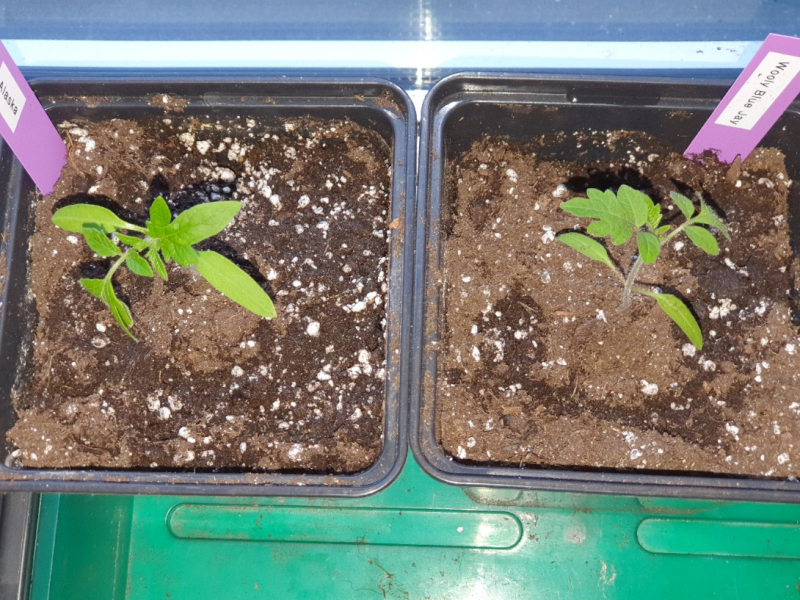 20230405_Tomaten2.JPG
