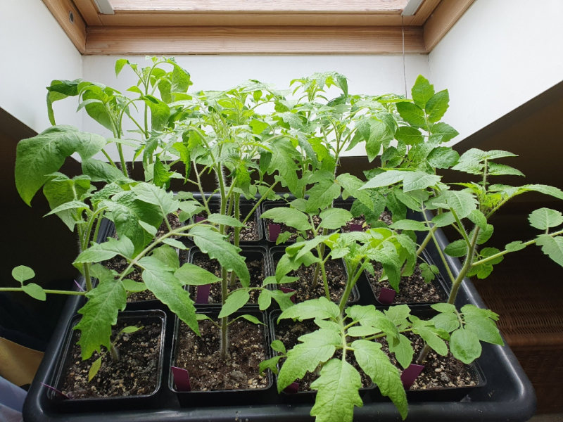 20230423_Tomaten.JPG